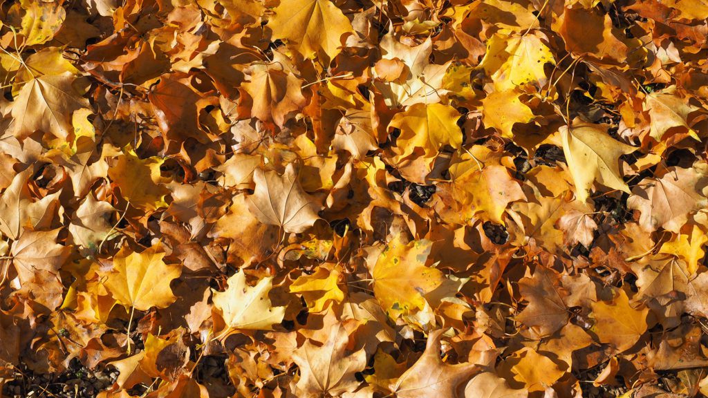 Spring/Fall Property Cleanup
