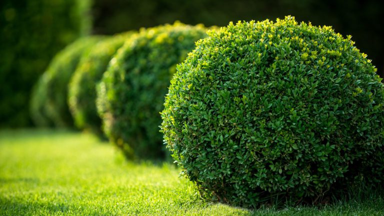 Shrub Trimming & Maintenance