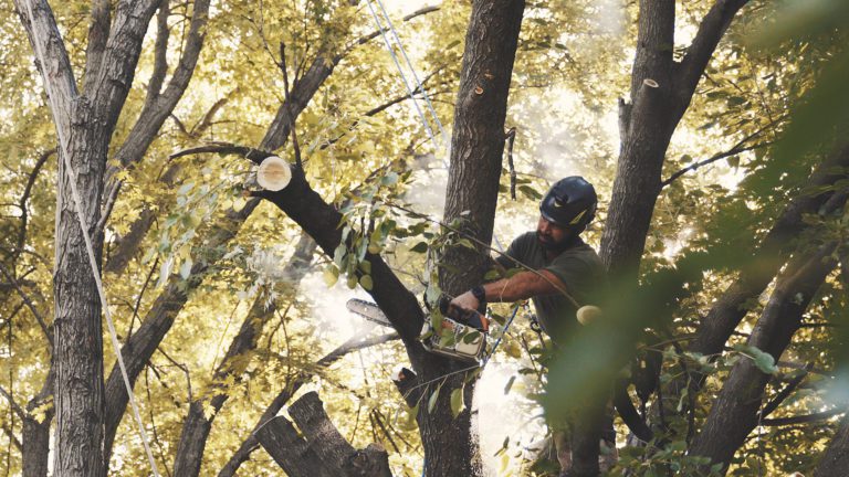 Tree Maintenance & Removal