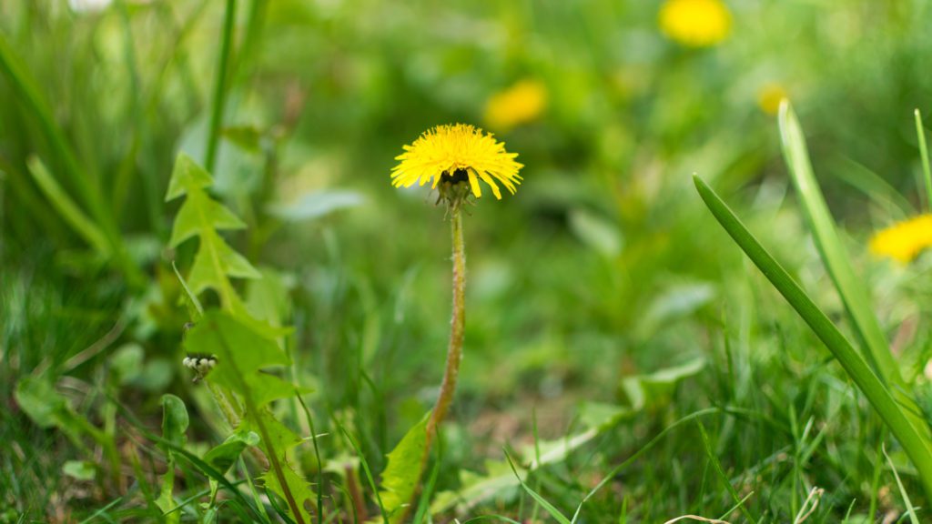Weed Control & Fertilizing