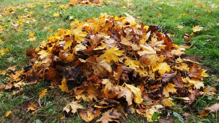 Leaf Removal